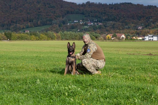 D3S ID & Dogs